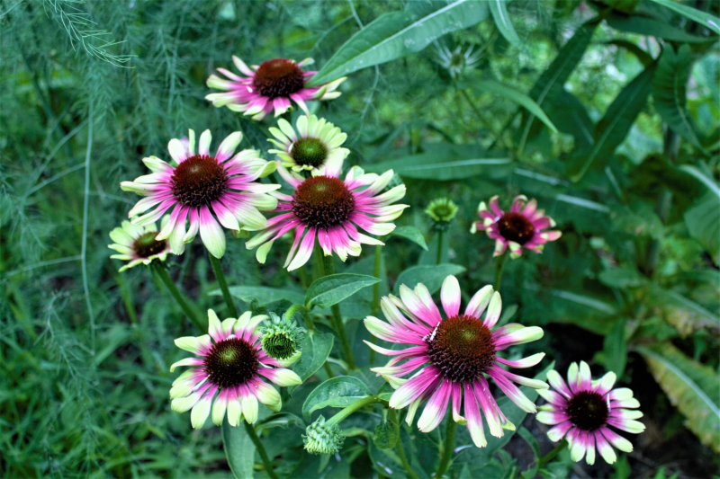 Echinacea ´Green Twister´