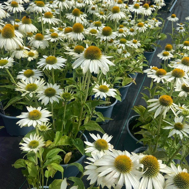 Echinacea ´Alba´