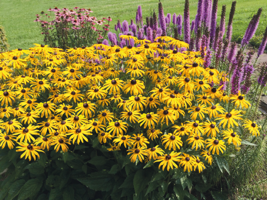 Rudbekia ´Goldsturm´ 1l