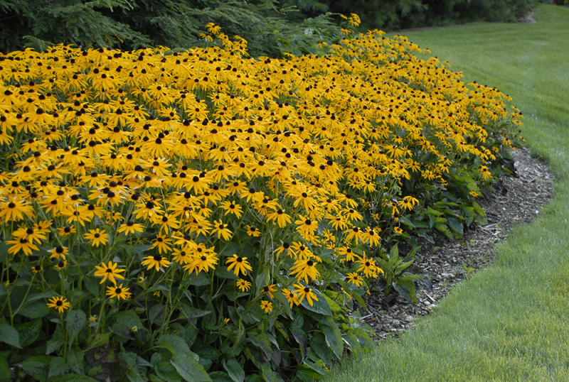 Rudbekia ´Goldsturm´ 1l