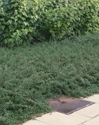 Skalník ’Eichholz’ 2l