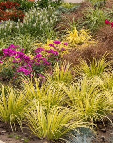 Puškvorec trávolistý ´Golden Delight´ 2l