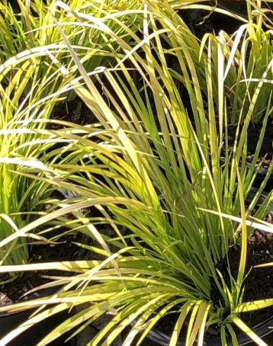 Puškvorec trávolistý ´Golden Delight´ 2l