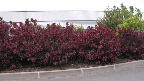 Vajgélia florida "Alexandra"