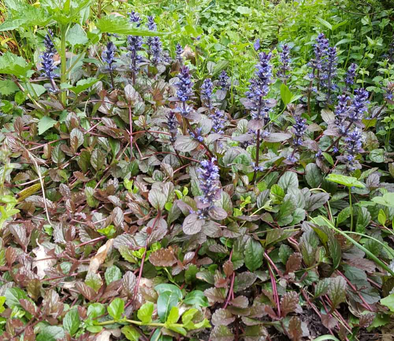 Zbehovec plazivý ´Atropurpurea´