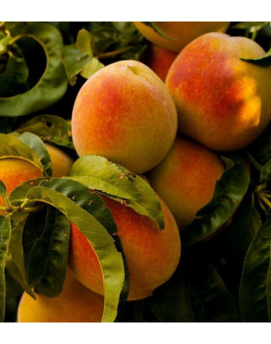 Broskyňa ´Champion´ stredne skorá, podpn. Ishtara, kont. 5l