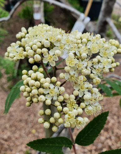 Jarabina ´Biela´ Stromčeková, kont. 5l