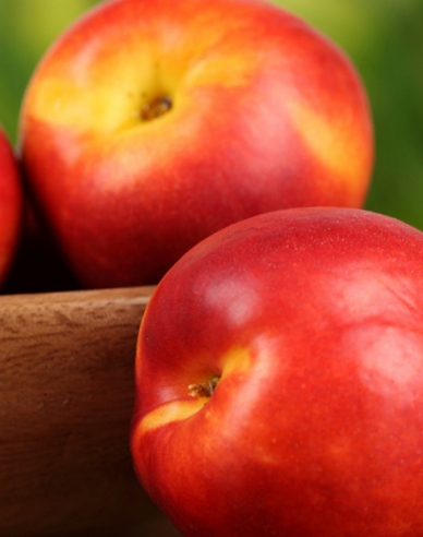 Nektarinka ´Stark Red Gold´neskorá, podp. FG677, kont. 5l