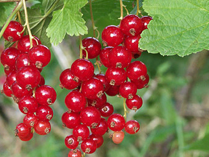 Ríbezľa červená ´Rolan´