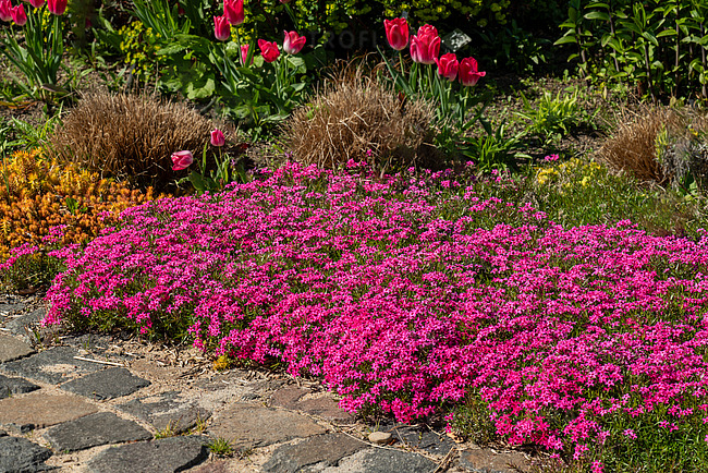 Flox šidlolistý ´Scarlet Flame´