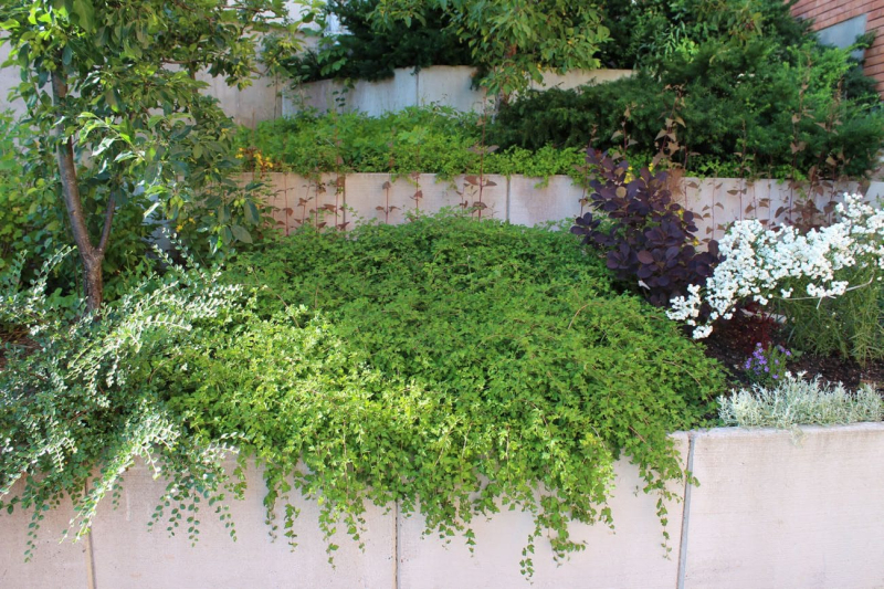 Korunkovec klavý ´Crispa´