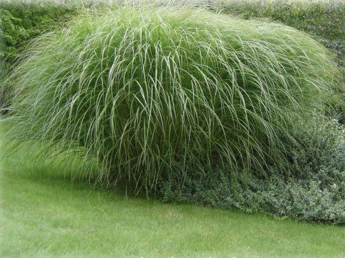 Ozdobnica čínska var. floridules