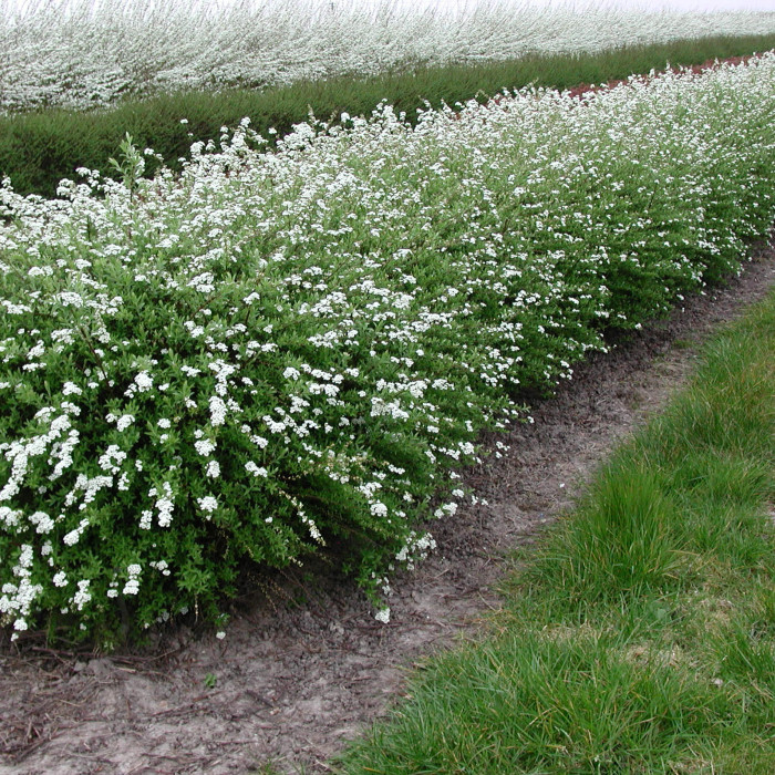 Tavoľník sivý ´Grefsheim´