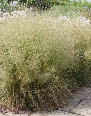 Metlica ’Goldtau’ 9x9