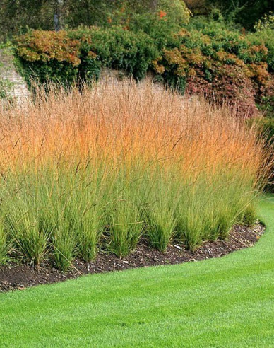 Bezkolenec belasý ´Heidebraut´