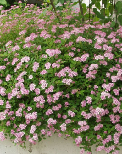 Tavoľník japonský ´Little Princess´ 9x9