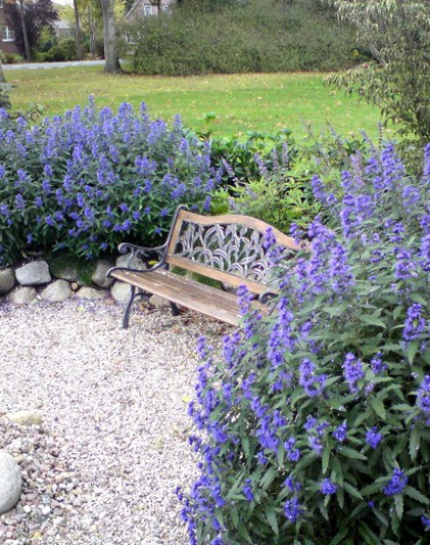 Bradavec klandonský "HEAVENLY BLUE" 2,5l