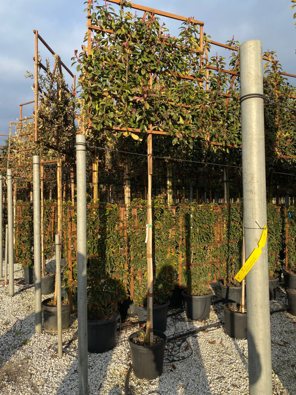 Červienka ´Red Robin´ stena 100x120cm na kmienku