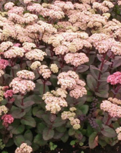 Rozchodník nádherný ’Matrona’ 9x9