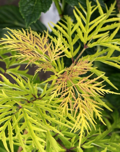 Baza čierna ´Golden Tower´