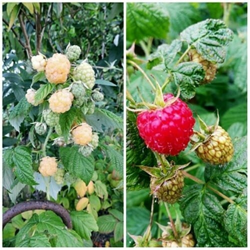 Ostružina ´Dorman Red´