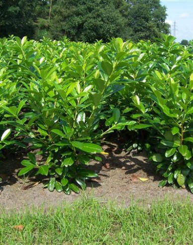 Vavrínovec lekársky ´Novita´ 9x9