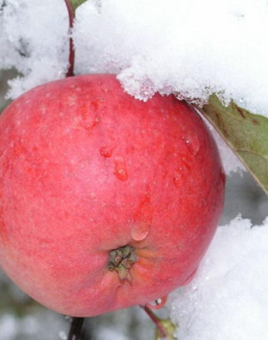 Jabloň Fuji zimná, podp. M26, voľnok.