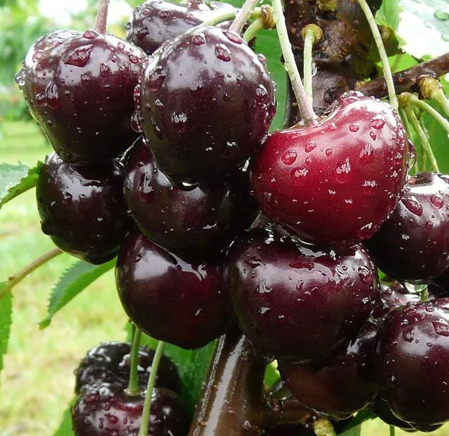 Čerešňa ´Jacinta´ skorá, podp. Gisela5, voľnok.