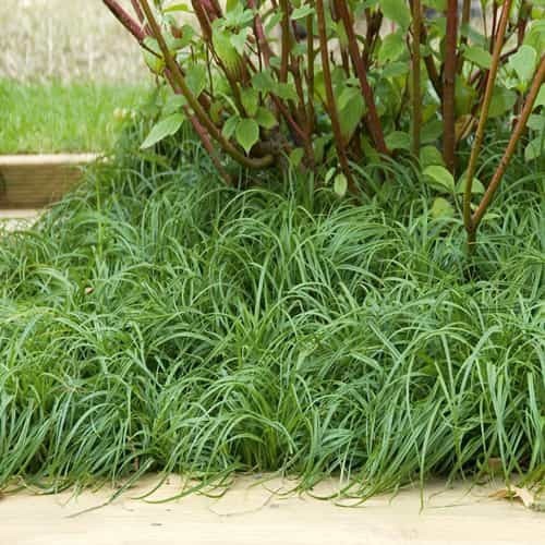 Ostrica ´The Beatles´