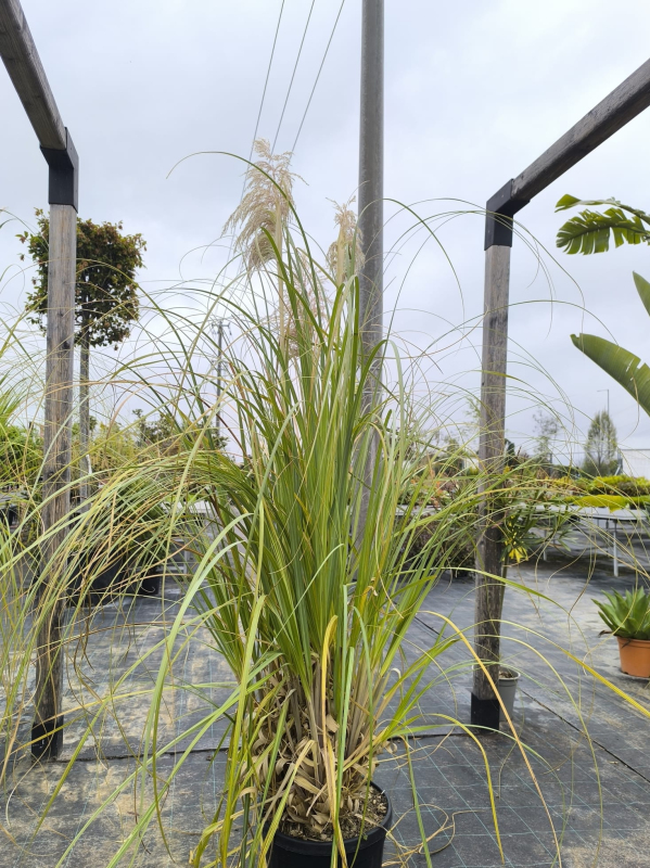 Pampová tráva - Kortadéria ´Biela´