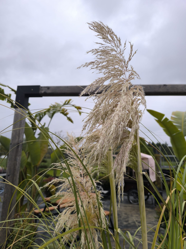 Pampová tráva - Kortadéria ´Biela´