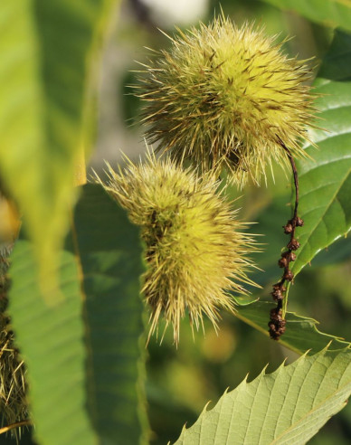 Gaštan jedlý  ´SP´