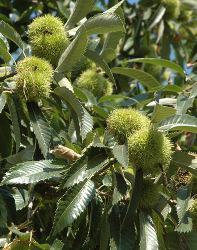 Gaštan jedlý  ´AM´