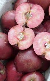 Jabloň stĺpová "Maypole" jesenná, podp. M7, kont. 5L