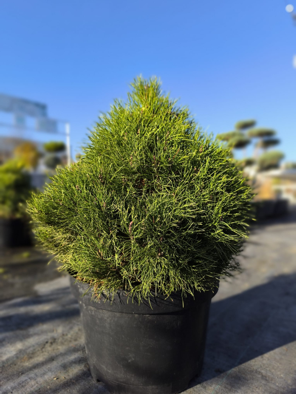 Borovica pyrenejská  40 - 50cm