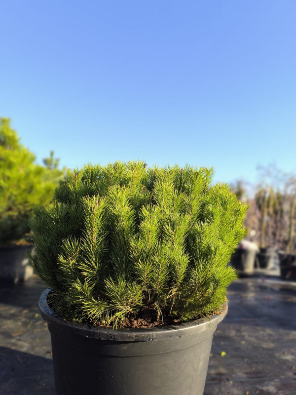 Borovica pyrenejská  70 - 100cm