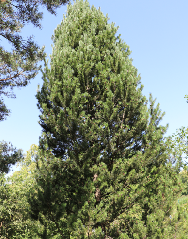 Borovica pyrenejská  70 - 100cm