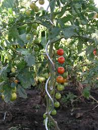 Špirála na rajčiny 180cm