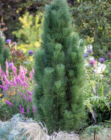 Borovica čierna ’ Zimmer II ’ na kmienku