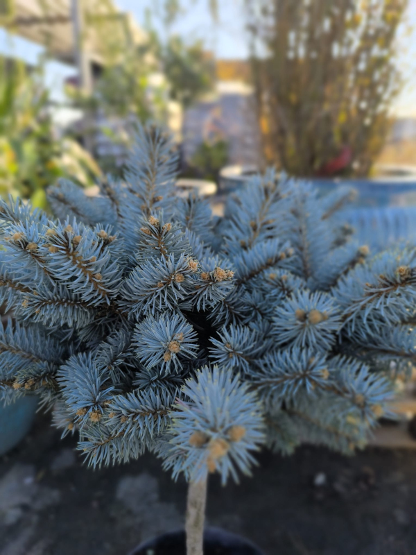 Smrek "Glauca Globosa" na kmienku