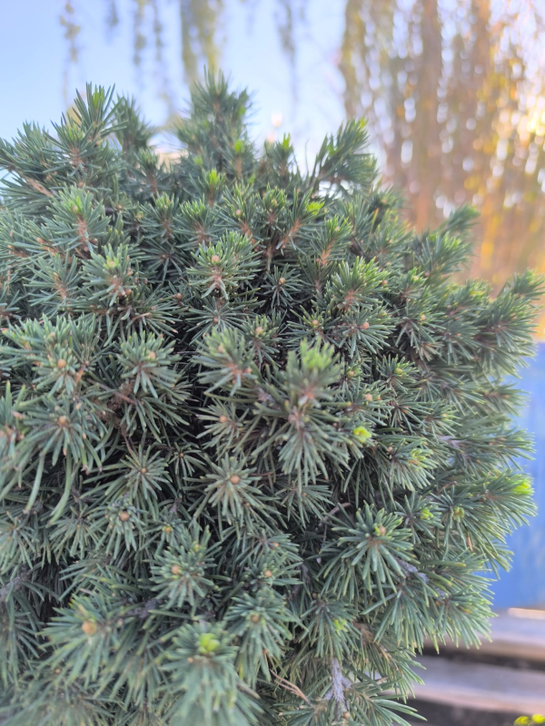 Smrek obyčajný ´Tompa´ na kmienku