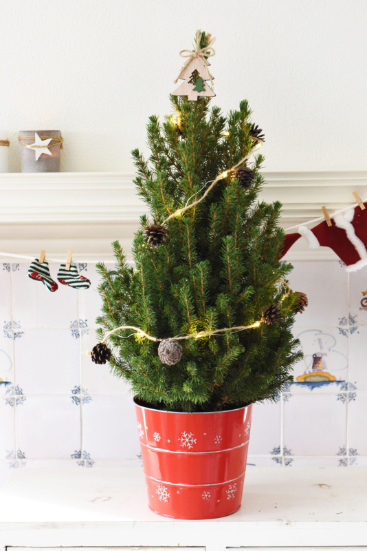 Smrek biely ´Conica´