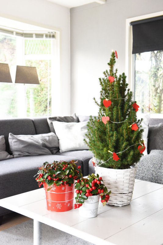 Smrek biely ´Conica´