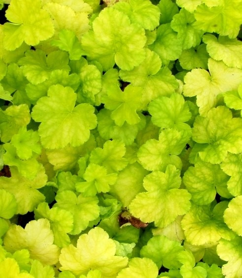 Heuchera ´World Caffe Romano´
