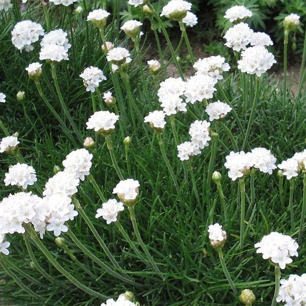 Trávnička ´Armada White´