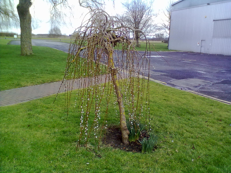 Vŕba vysoká previslá ´Kilmarnock´ na kmienku 120cm