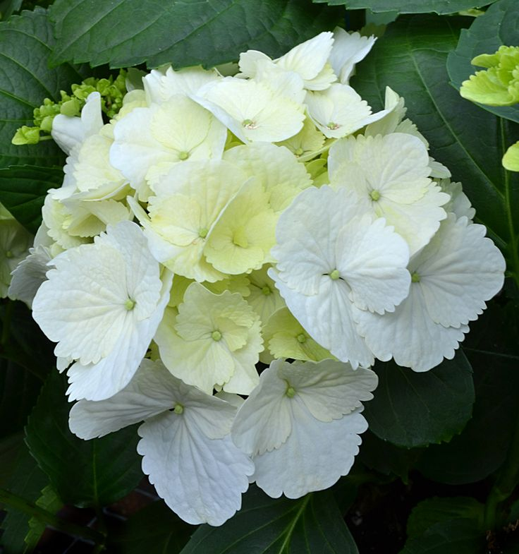 Hortenzia kalinolistá ´Snowball´