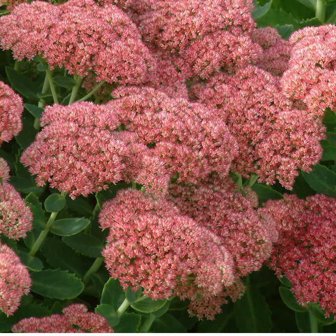 Rozchodník nádherný  ’Herbstfreude’