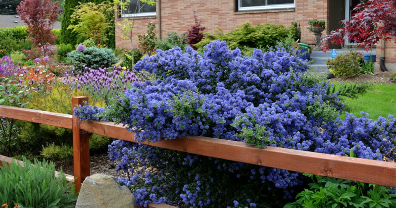 Latnatec  ’Julia Phelps’