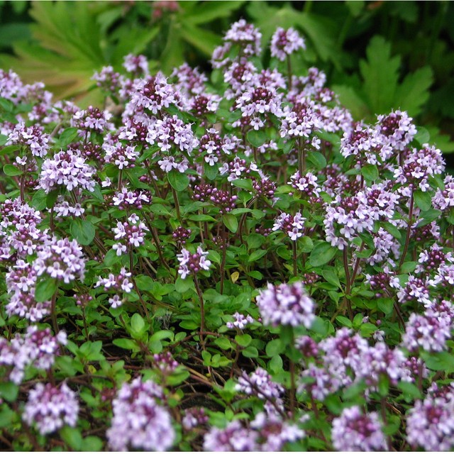 Materina dúška - dúška tymianová